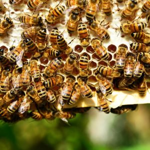 La miel de abeja en la medicina tradicional: un dulce remedio para la salud