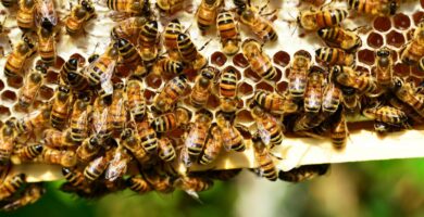 La miel de abeja en la medicina tradicional: un dulce remedio para la salud 4 La miel de abeja en la medicina tradicional: un dulce remedio para la salud