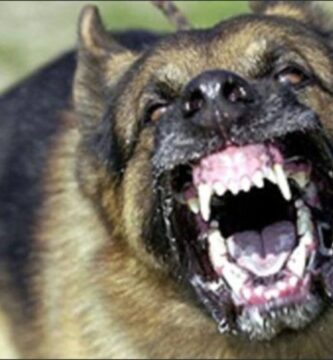 ¿Qué hacer si un perro te muerde?