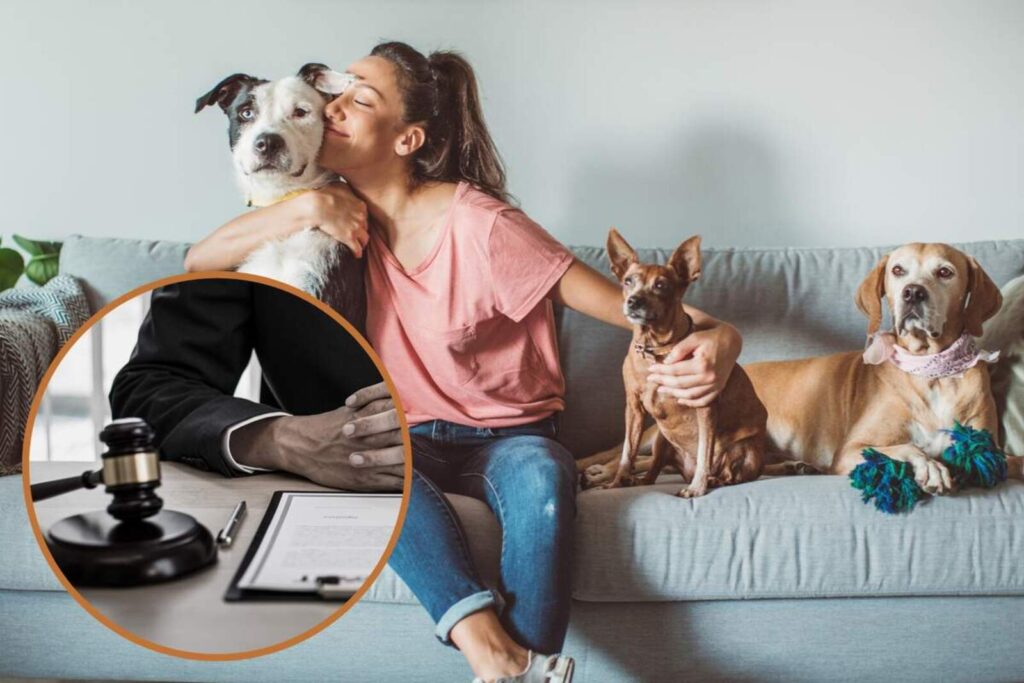 Guía para comprar cachorros sanos y bien cuidados parra llevarlos a casa 1 Guía para comprar cachorros sanos y bien cuidados parra llevarlos a casa