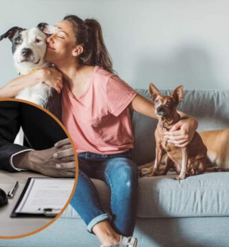 Guía para comprar cachorros sanos y bien cuidados parra llevarlos a casa