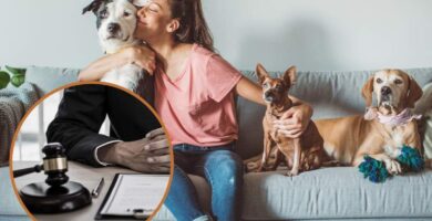 Guía para comprar cachorros sanos y bien cuidados parra llevarlos a casa 8 Guía para comprar cachorros sanos y bien cuidados parra llevarlos a casa