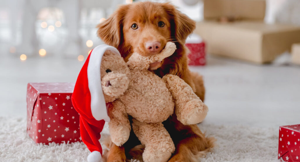 Ideas útiles para consentir a tu amigo peludo 1 Ideas útiles para consentir a tu amigo peludo