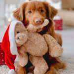 Ideas útiles para consentir a tu amigo peludo