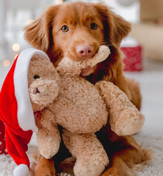 Ideas útiles para consentir a tu amigo peludo