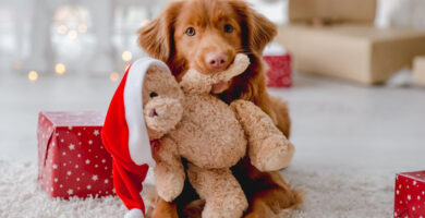 Ideas útiles para consentir a tu amigo peludo 6 Ideas útiles para consentir a tu amigo peludo